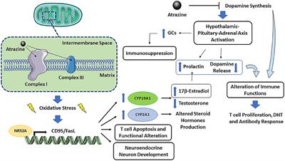 Immune and Nervous Systems Interaction in Endocrine Disruptors Toxicity: The Case of Atrazine
